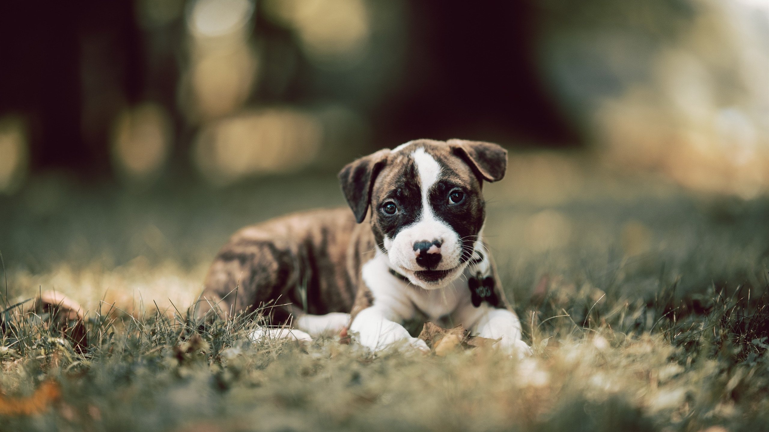 慈善赛的魔力之夜，日本旅欧群星轻取塞维利亚，伊布王者带队定义胜利