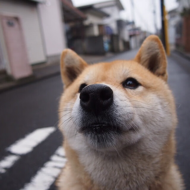 与剑，当韩国队撕碎日本队的锋芒，樊振东是最后点燃赛场的星火