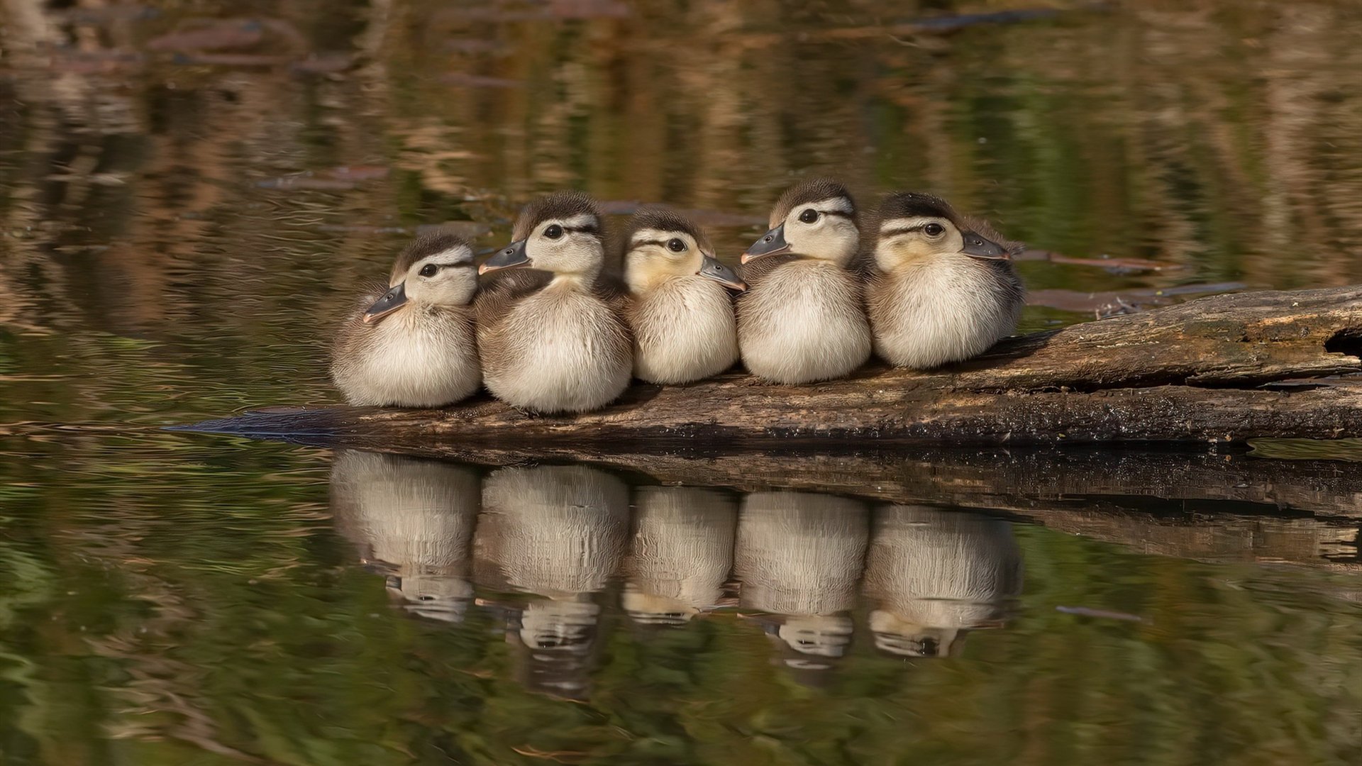 格列兹曼英格兰首秀惊艳四座,戏耍旧主助三狮完胜蓝军