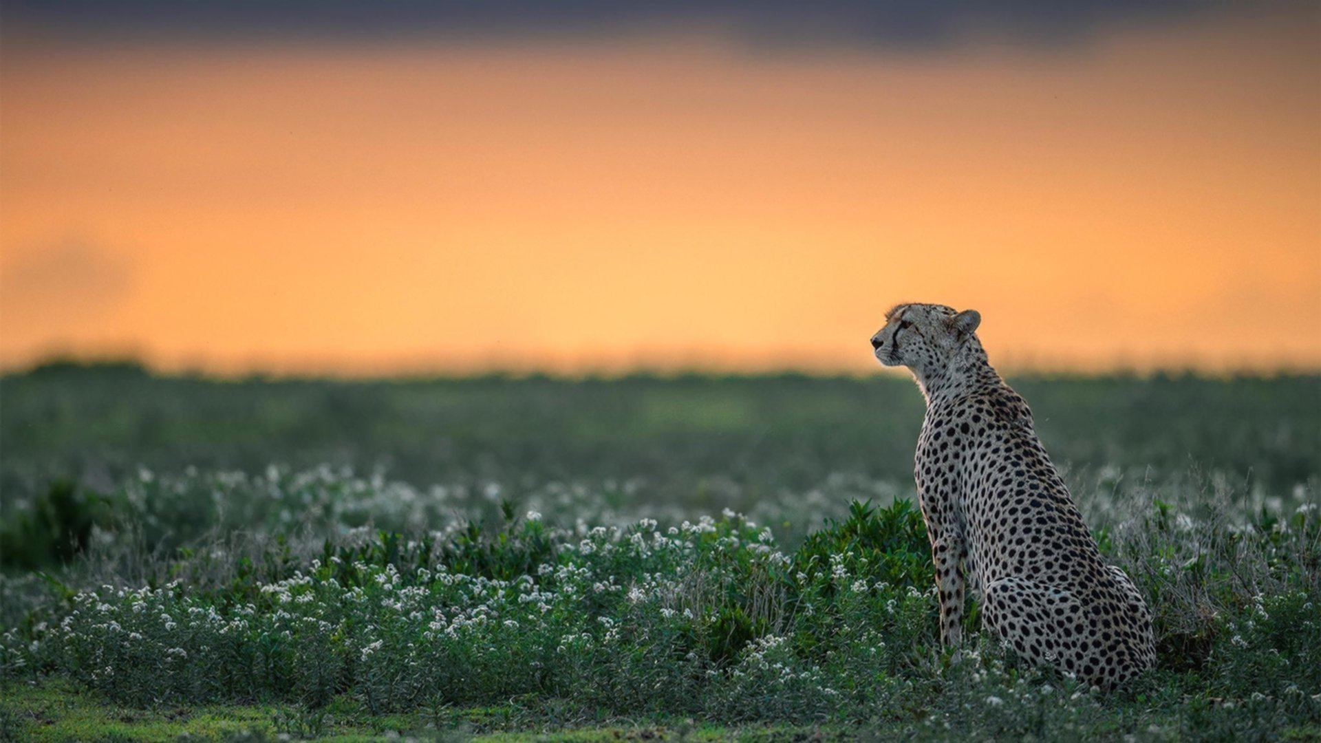 阿尔卡拉斯关键制胜，ATP总决赛绝杀联合杯的传奇时刻