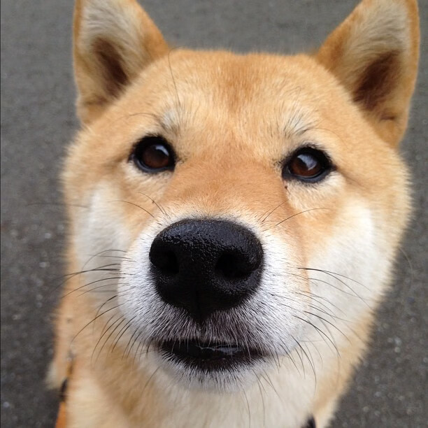 巴黎双星闪耀,法国队双线力克日本,东方传奇马龙高光不灭