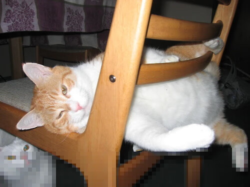 绞肉机与教科书，奥地利掀翻比利时背后的防守艺术