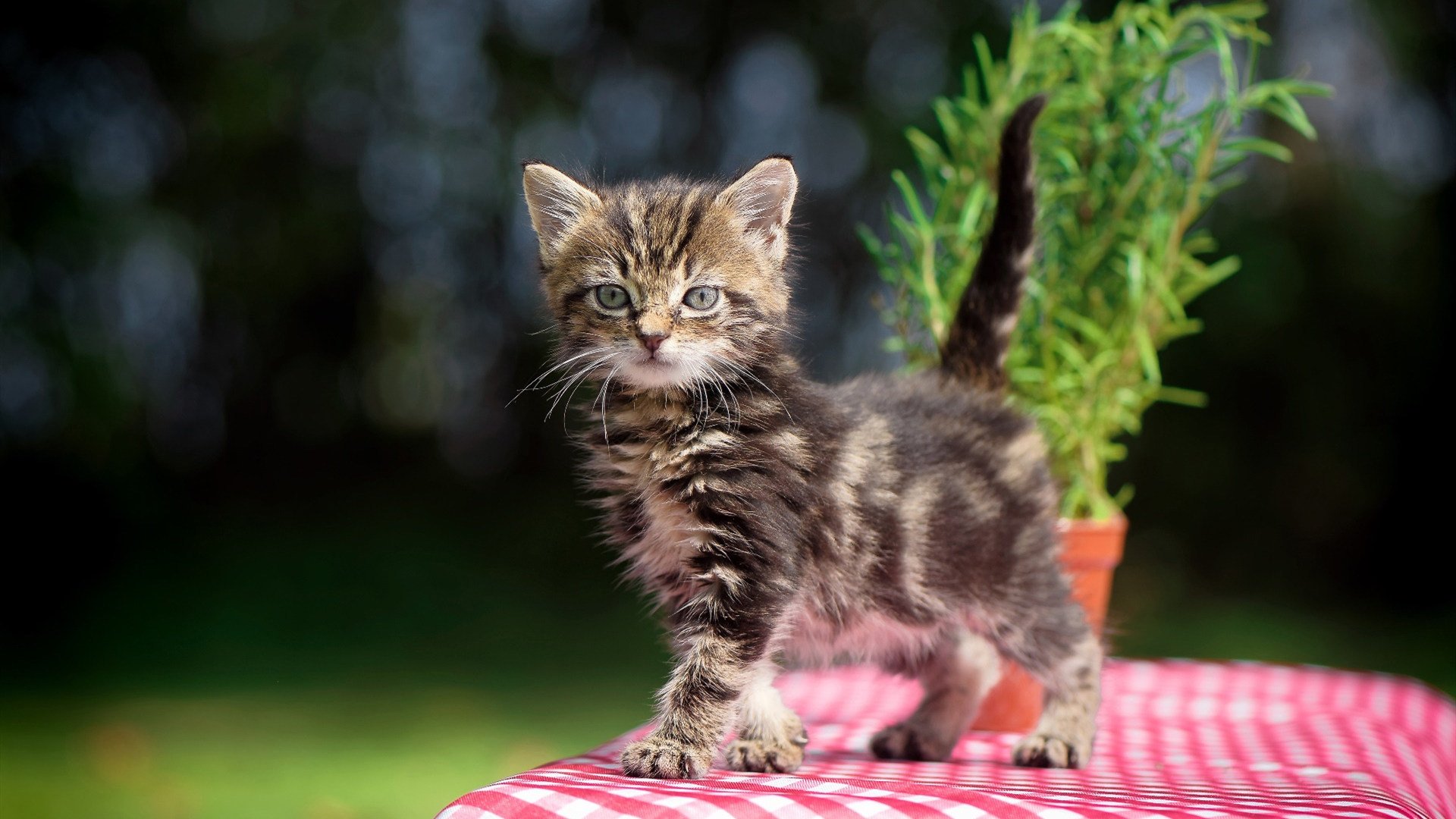 双线复仇,东契奇单骑拆穿马刺,圣城兵团却悄然拿下九冠王