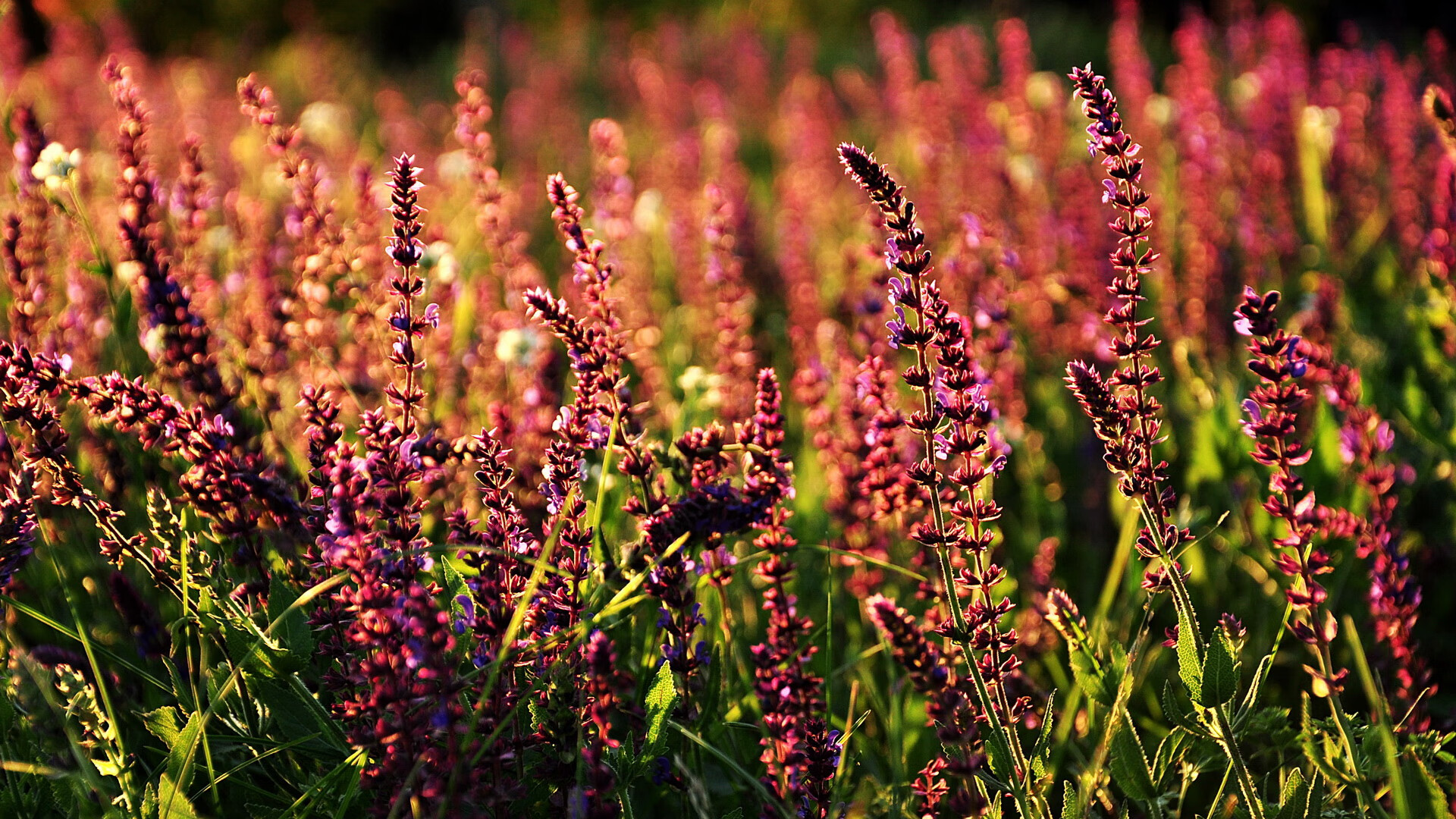 影子武士，当进攻天才化身防守囚笼—记杜兰特抢七之夜的另类统治