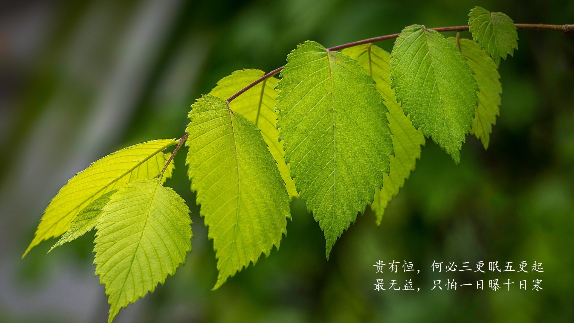 北极雄鹰撕裂黑星防线,2026世界杯E组关键战,波兰横扫加纳,塔雷米带队征服死亡之组