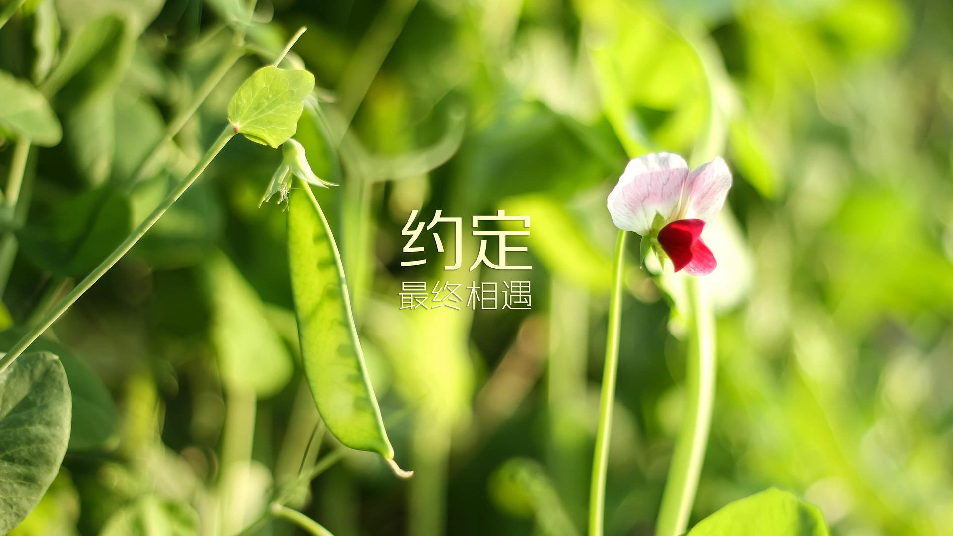 波斯铁骑与新大陆风暴,2026世界杯H组,登贝莱如何成为美伊对决中唯一的变量